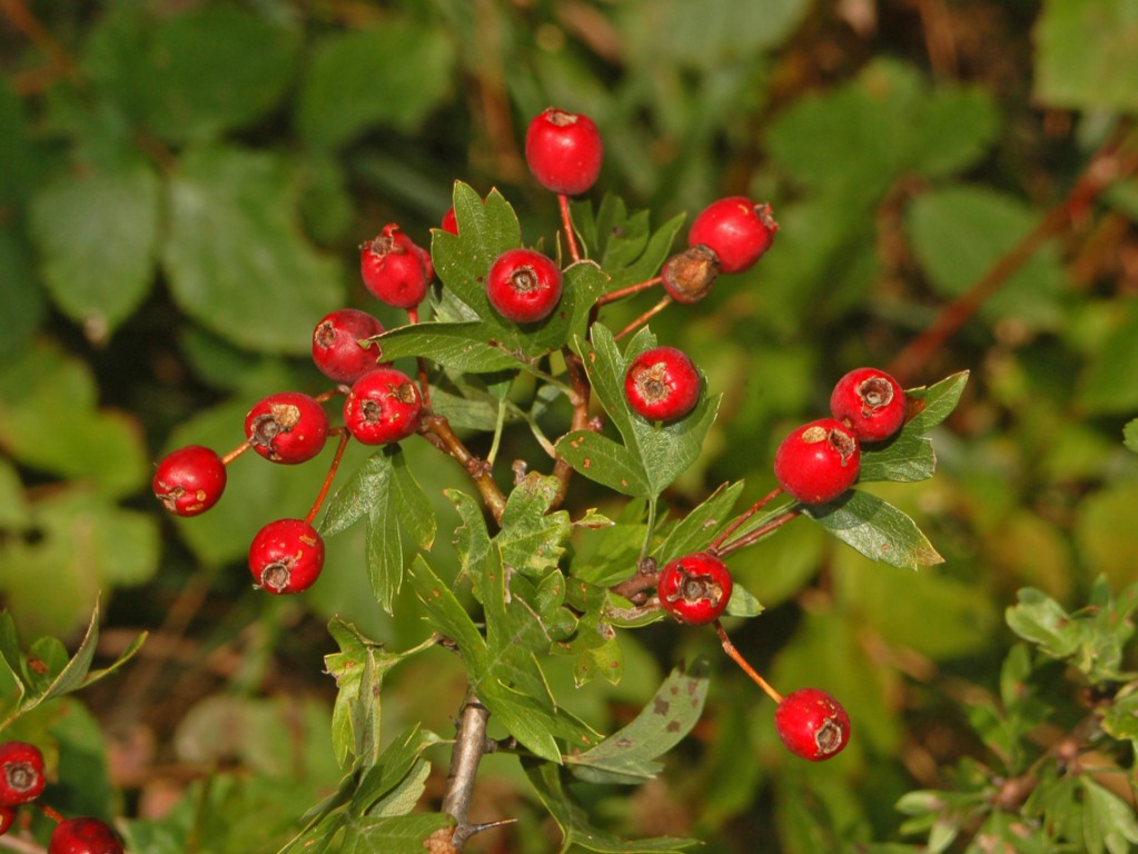 Crataegus monogyna / Biancospino comune